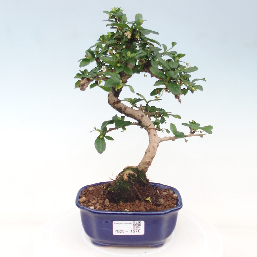 Bonsaï de chambre - Carmona macrophylla - Tea fuki