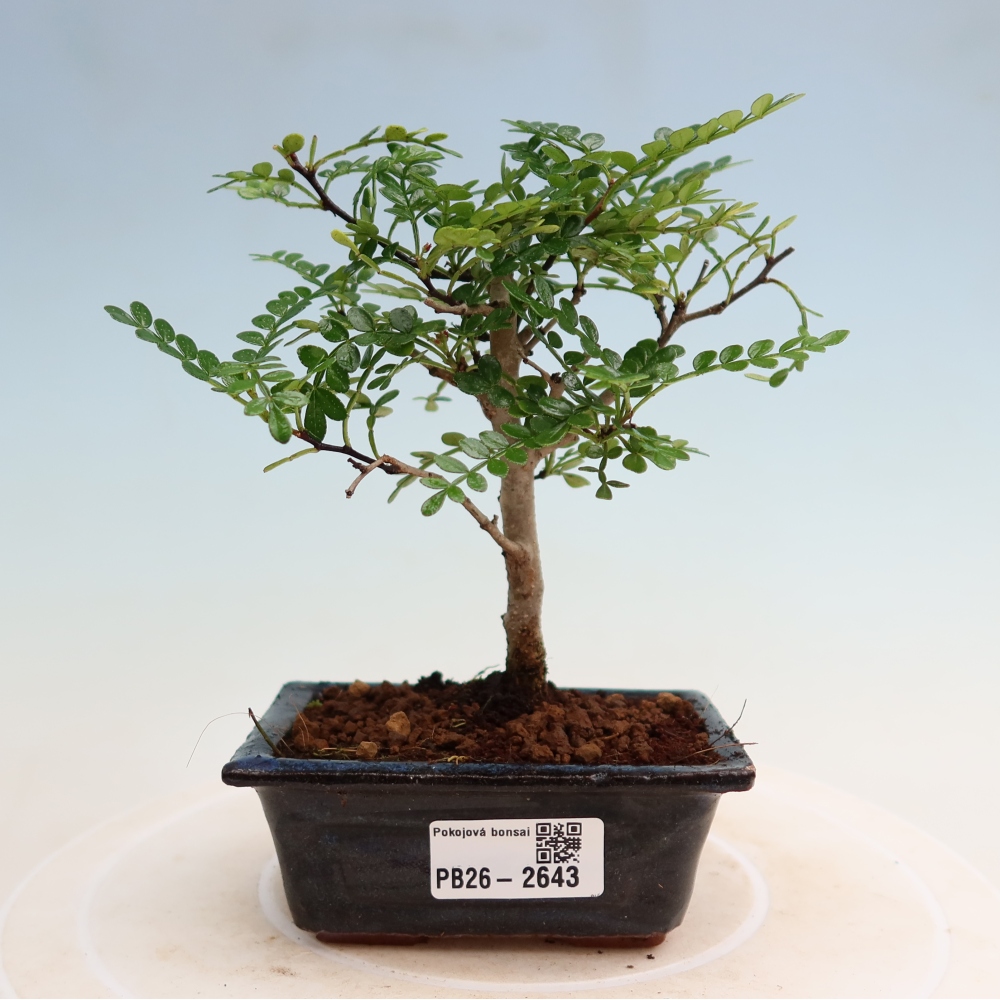Salle bonsaï - Zantoxylum piperitum - arbre à poivre
