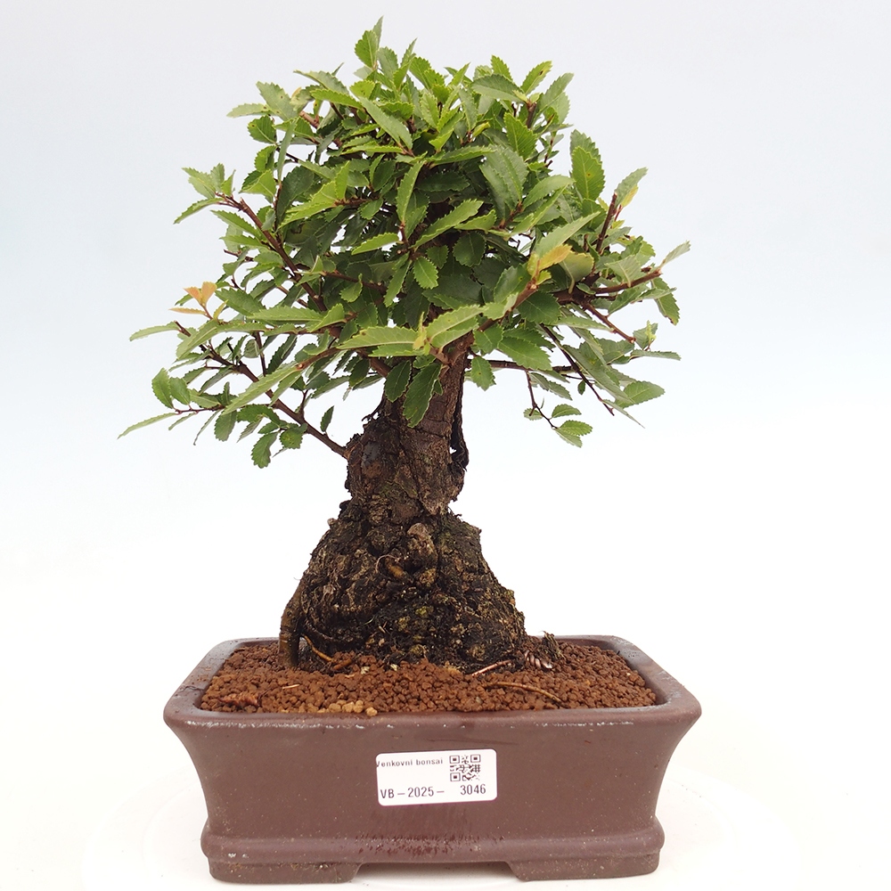Bonsaï d'extérieur - Zelkova - Zelkova NIRE