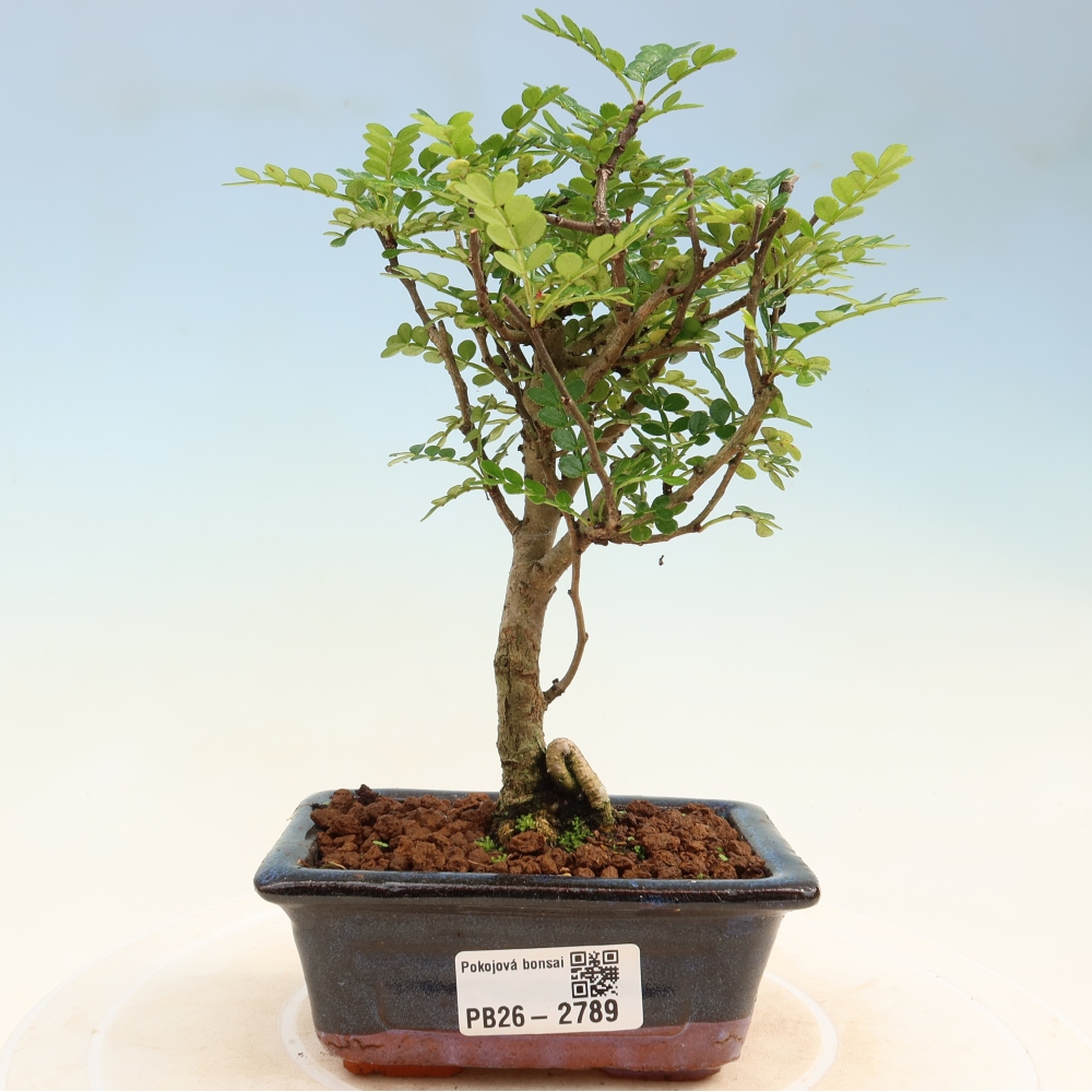 Salle bonsaï - Zantoxylum piperitum - arbre à poivre