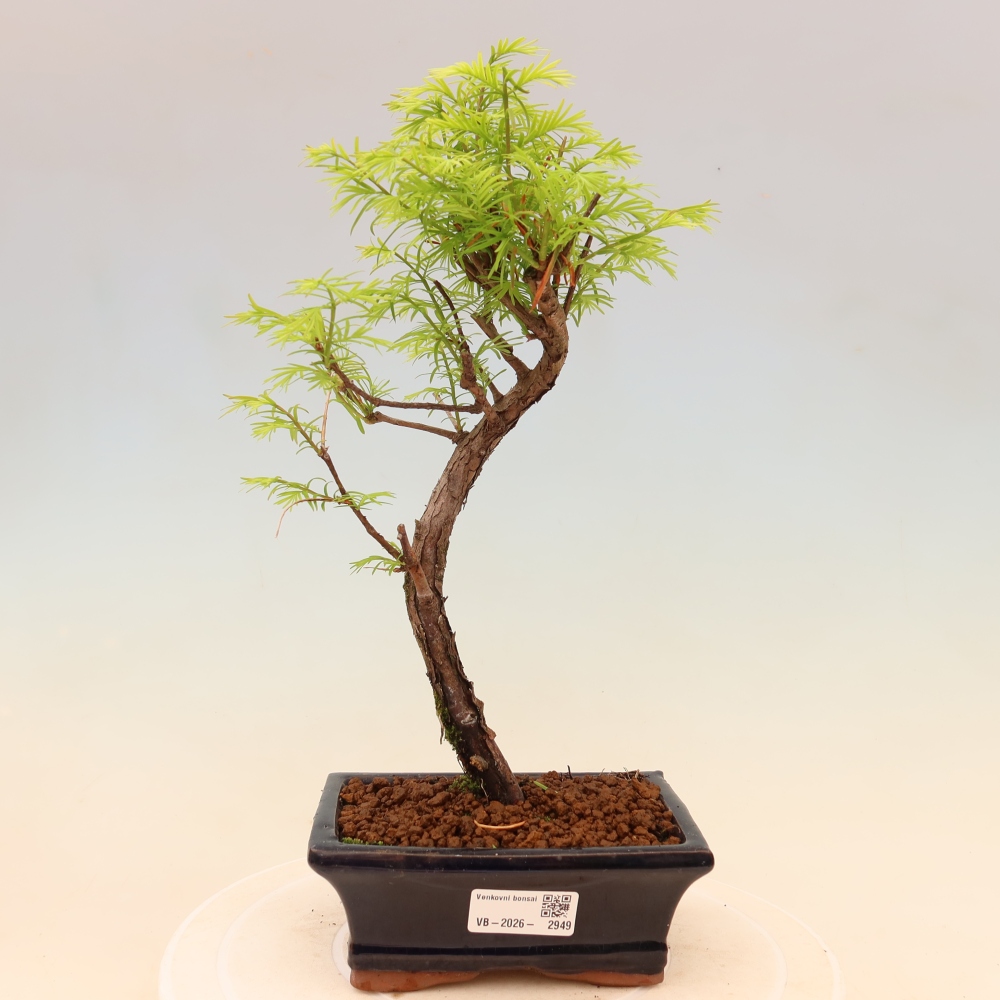 Bonsaï d'extérieur - Metasequoia glyptostroboides - Metasequoia chinois
