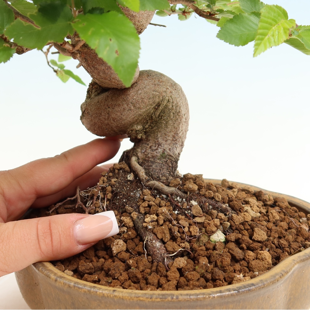 Bonsaï d'extérieur -Carpinus Coreana - Charme de Corée