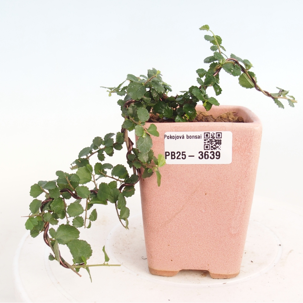 Bonsaï de chambre - Grewia sp. - Grewia malafolia