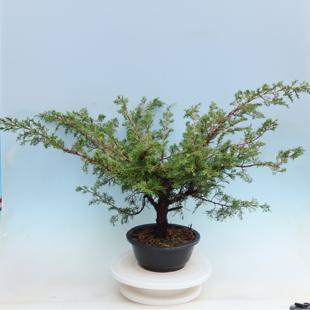 Bonsaï d'extérieur - Juniperus chinensis Itoigawa - Genévrier de Chine