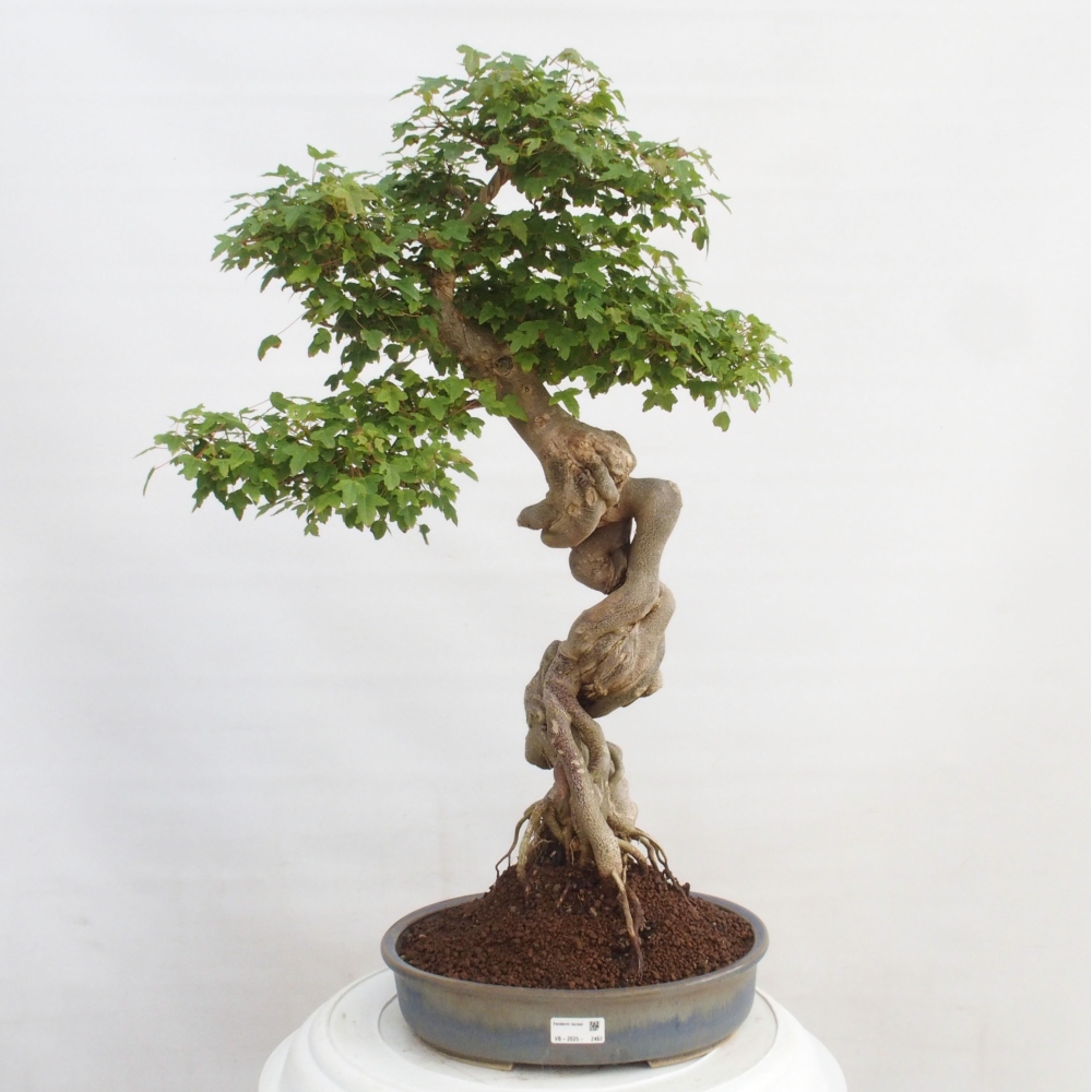 Bonsaï d'extérieur - Acer Buergerianum - Burger Maple