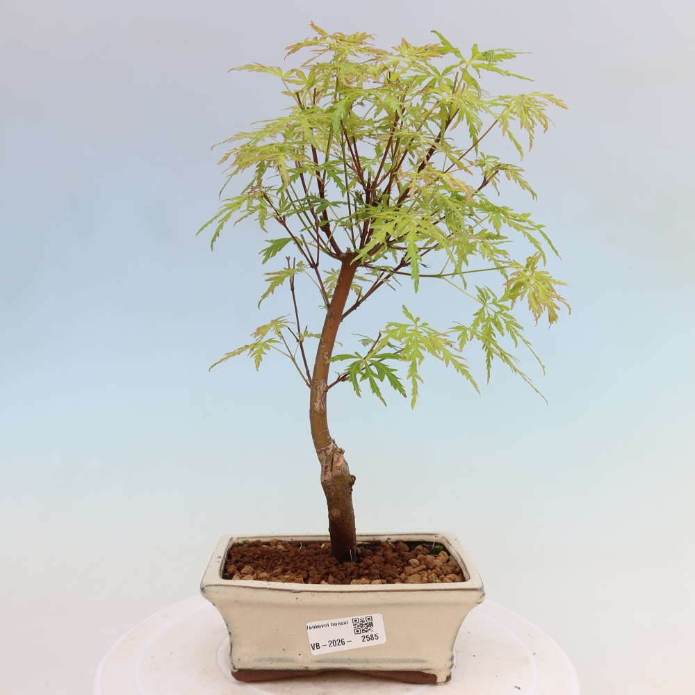Bonsaï d'extérieur - Acer palmatum Dissectum