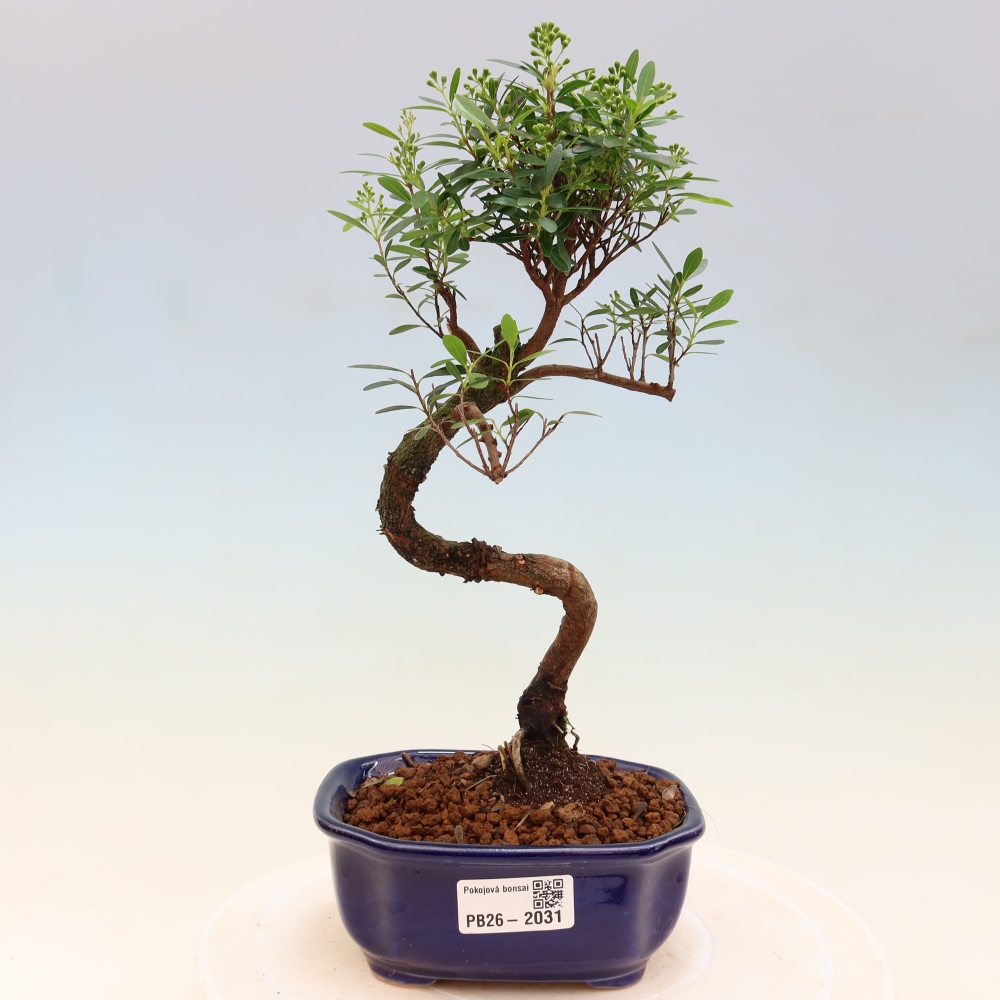 Bonsaï de chambre - Syzygium - Pimento
