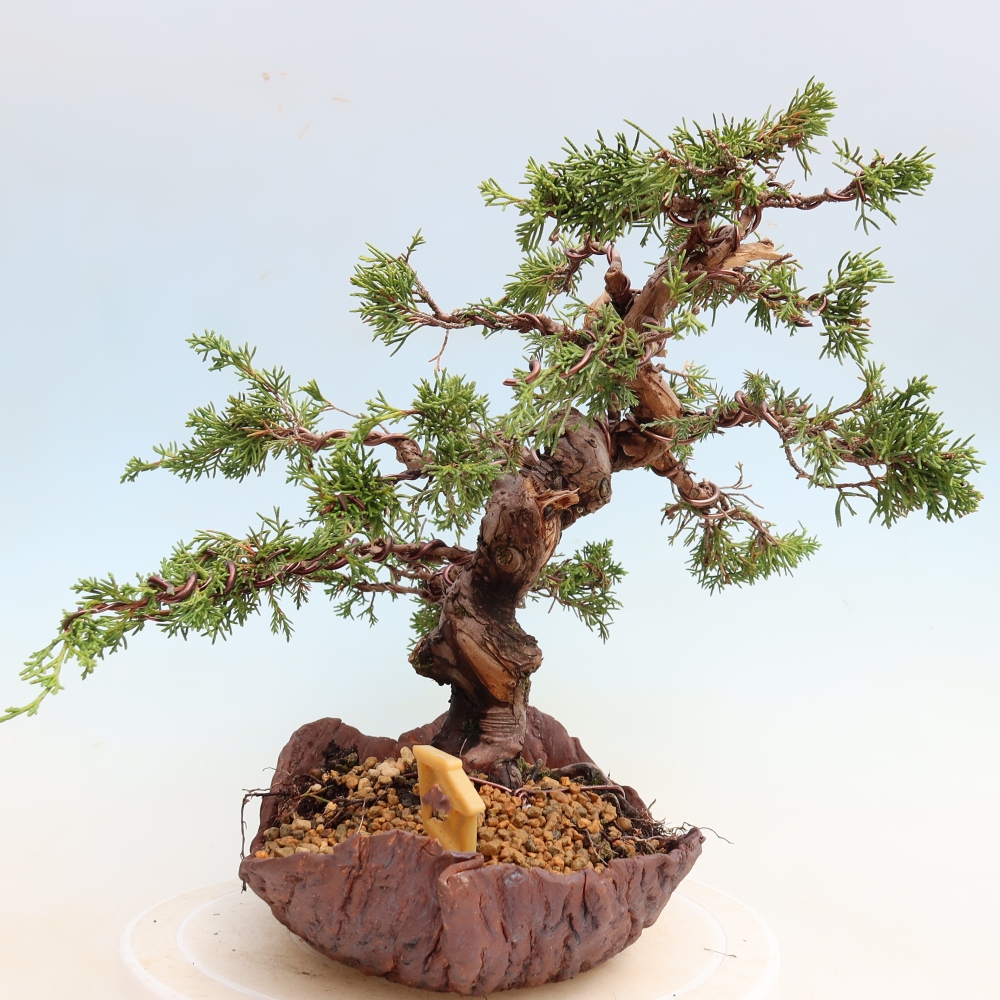 Bonsaï d'extérieur - Juniperus chinensis Itoigawa-Juniperus chinensis