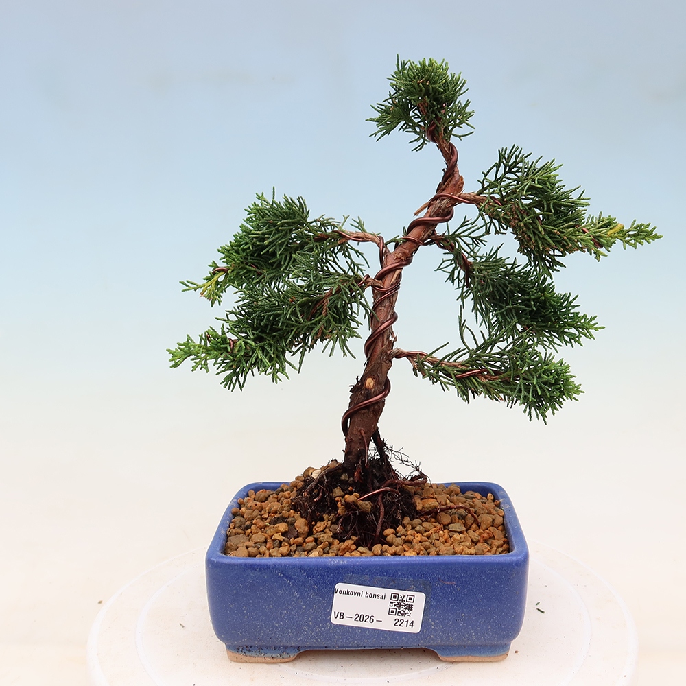 Bonsaï d'extérieur - Juniperus chinensis Kishu