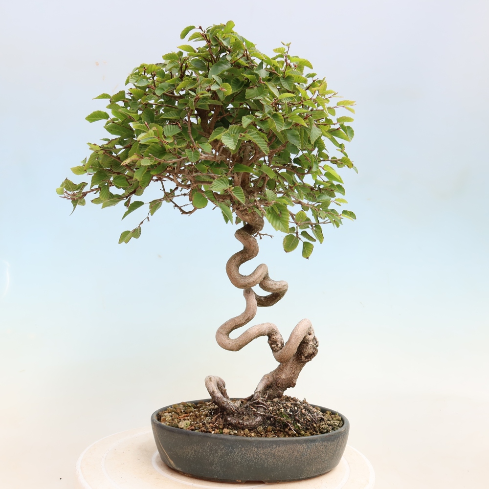 Bonsaï d'extérieur -Carpinus CARPINOIDES - Charme de Corée