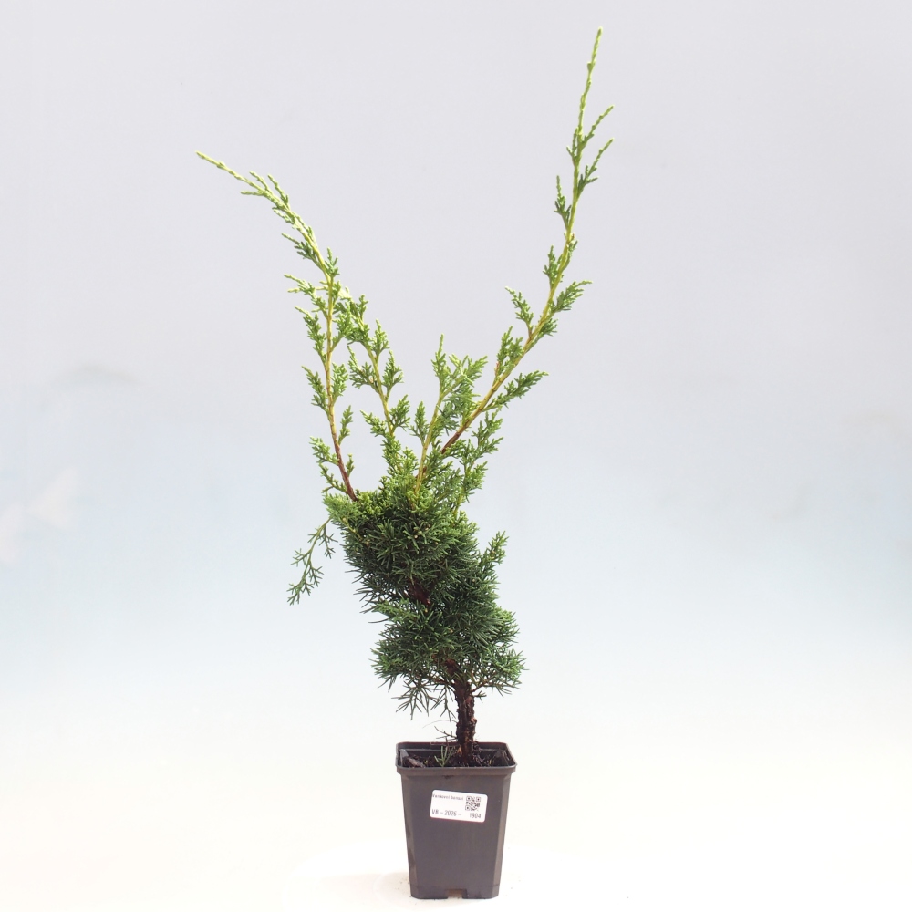 Bonsaï d'extérieur - Juniperus chinensis Kishu