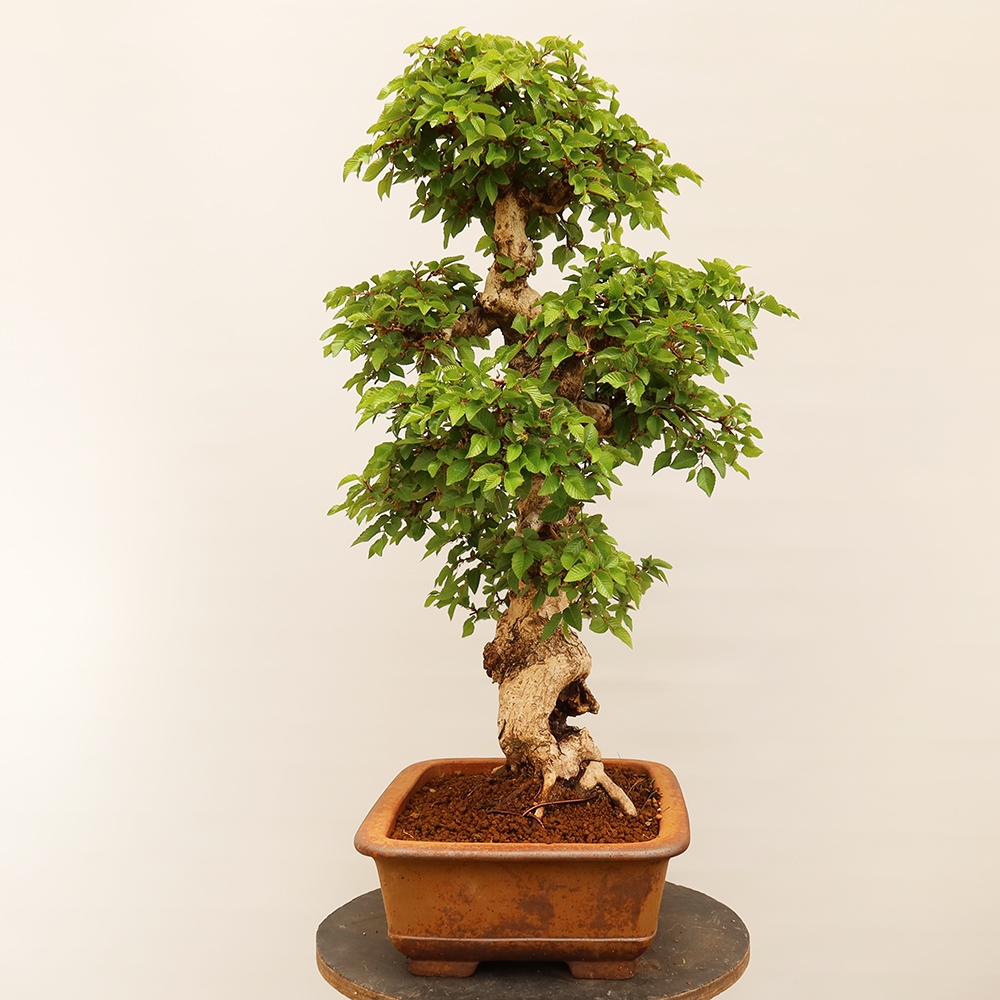 Bonsaï d'extérieur -Carpinus Coreana - Charme de Corée