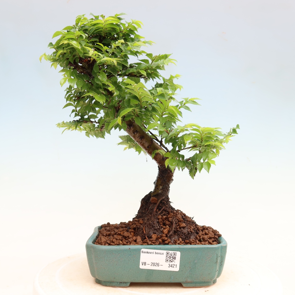 Bonsaï d'extérieur - Ulmus Jacqueline Hillier - Orme magnifique