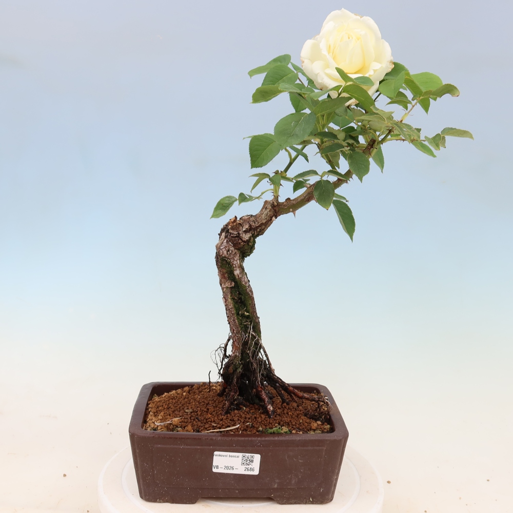 Bonsaï d'extérieur - Rosa Kordes - rose