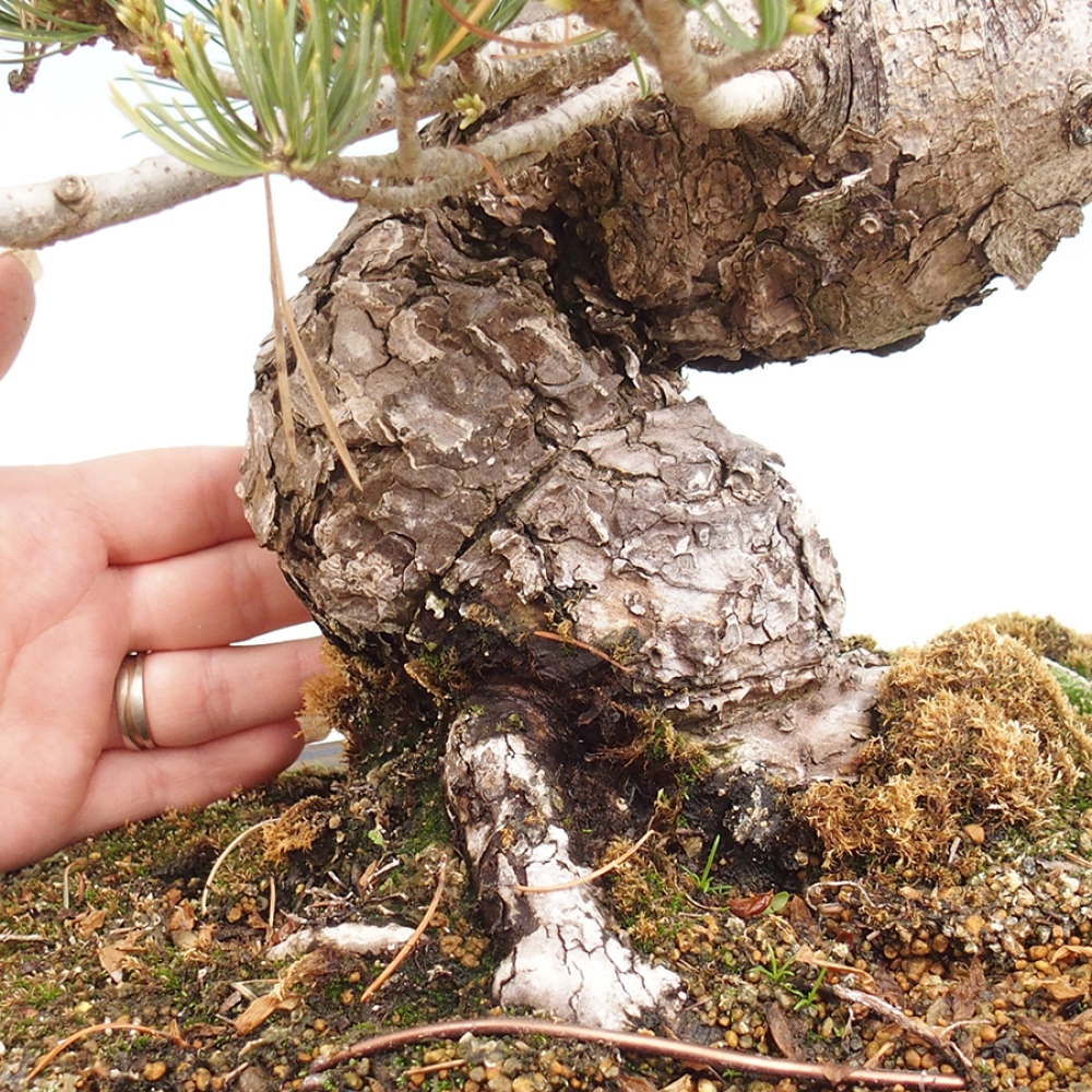 Bonsaï d'extérieur - Pinus parviflora - Pinus parviflora