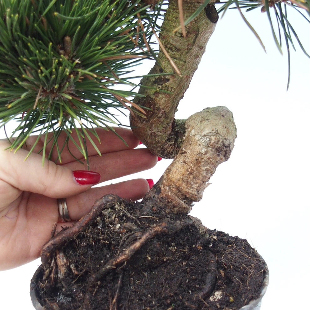 Bonsaï d'extérieur - Pinus thunbergii senjyumaru - Pin de Thunberg