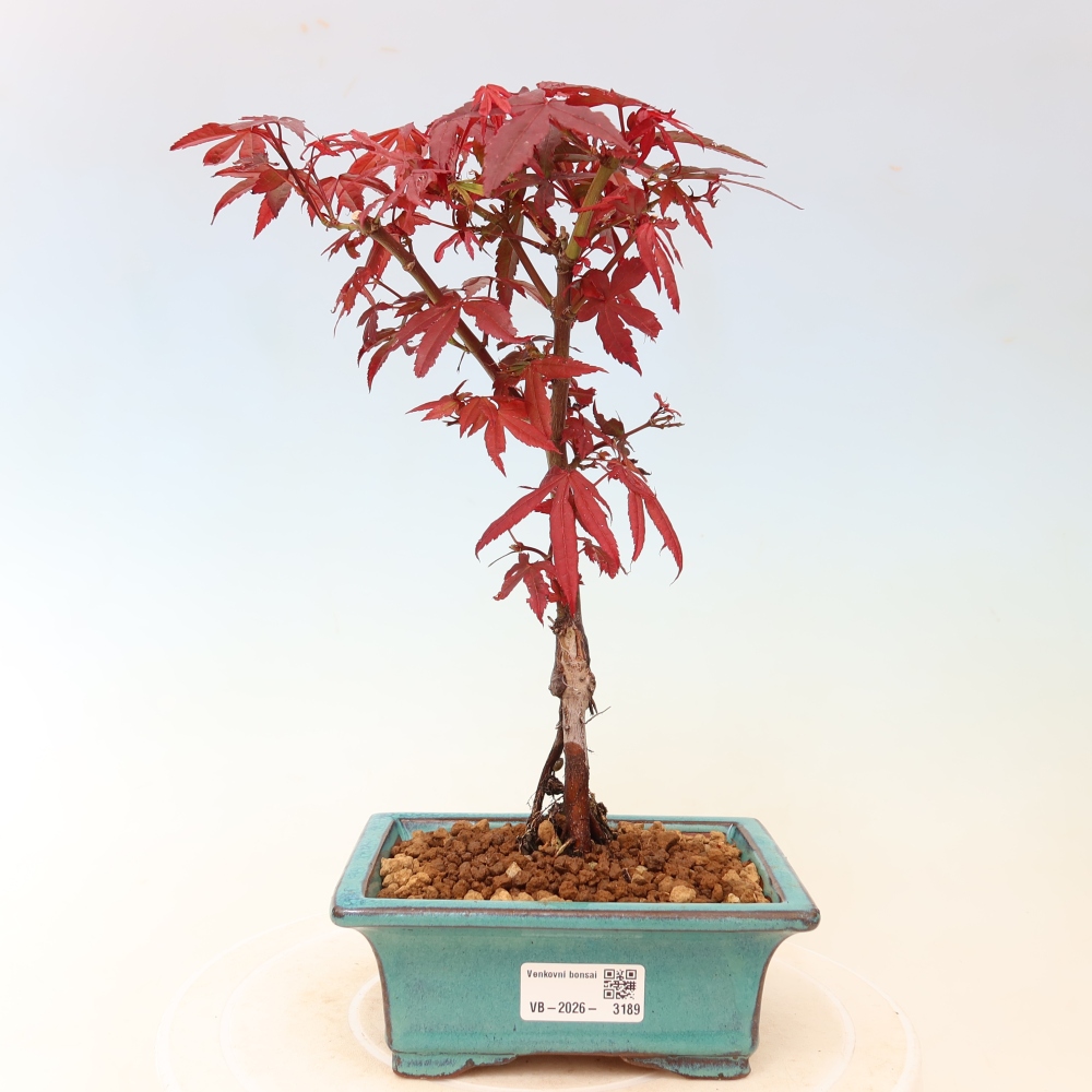 Bonsaï d'extérieur - Érable palmatum  - Acer palmatum Berry Broom 