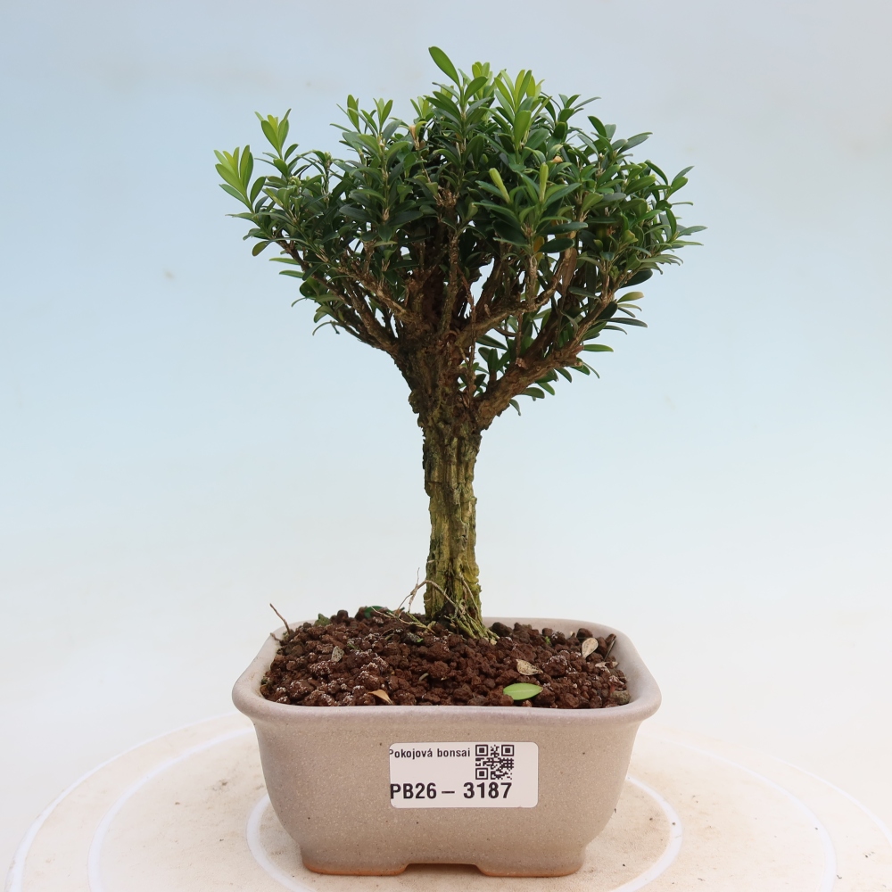 Bonsaï de chambre - Buxus harlandii - buxus liège