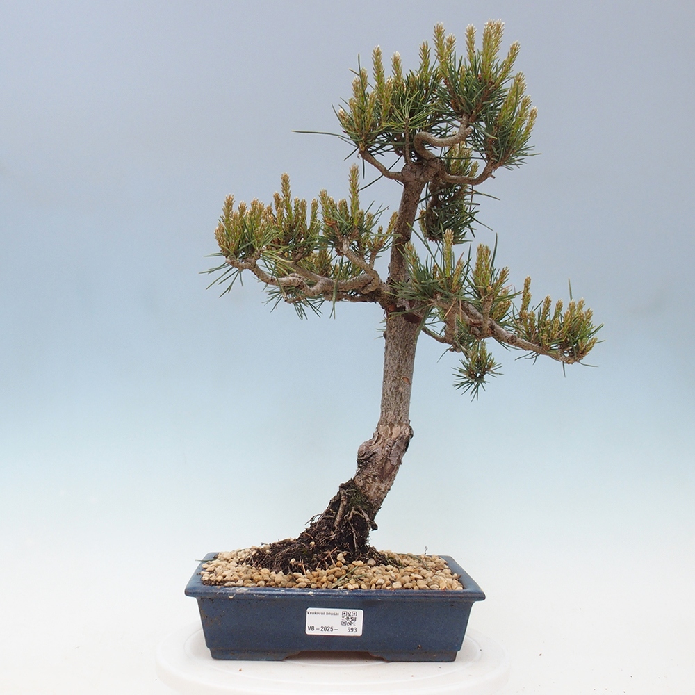 Bonsaï d'extérieur - Pinus Sylvestris Watererri - Pin sylvestre