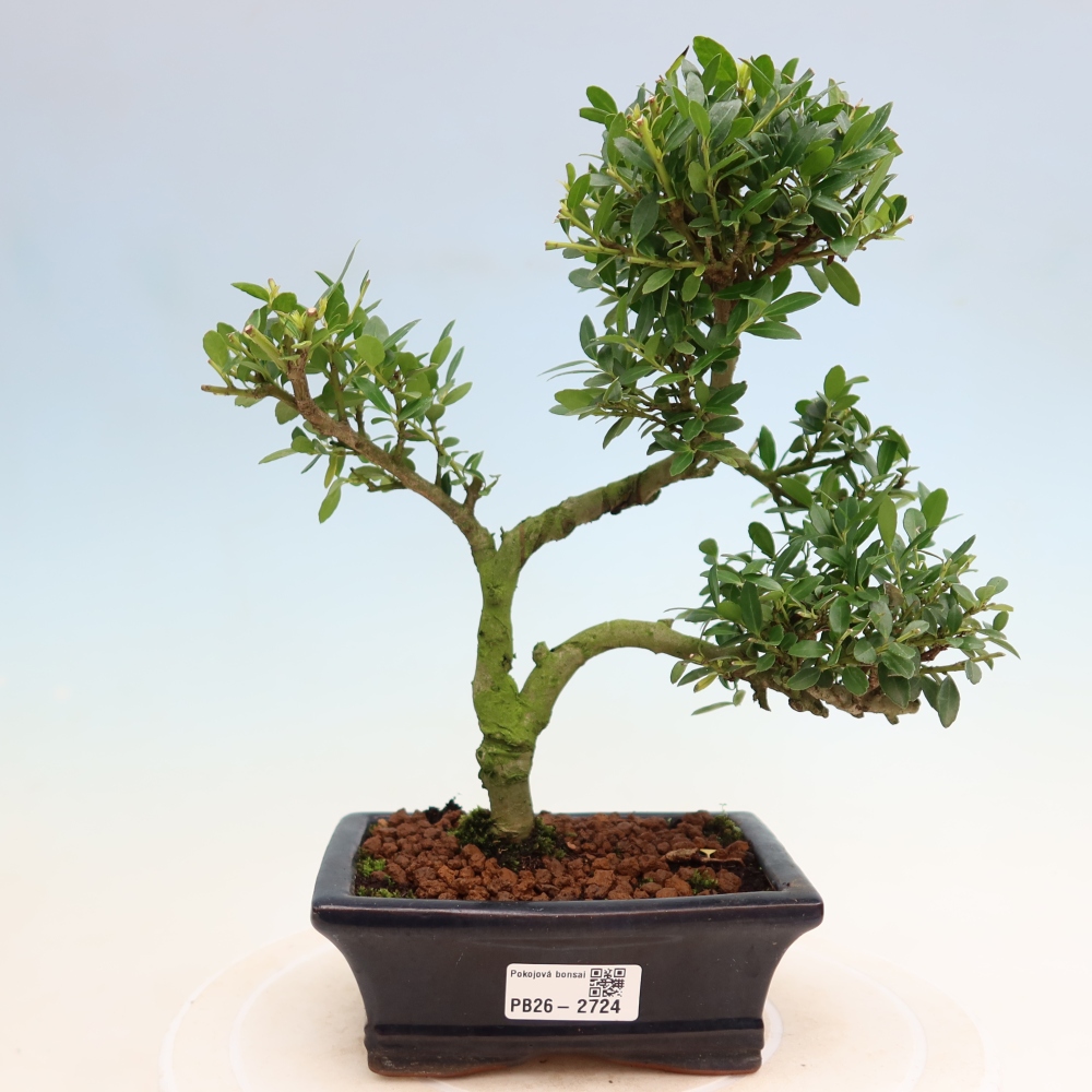 Bonsaï de chambre - Ilex crenata - Houx
