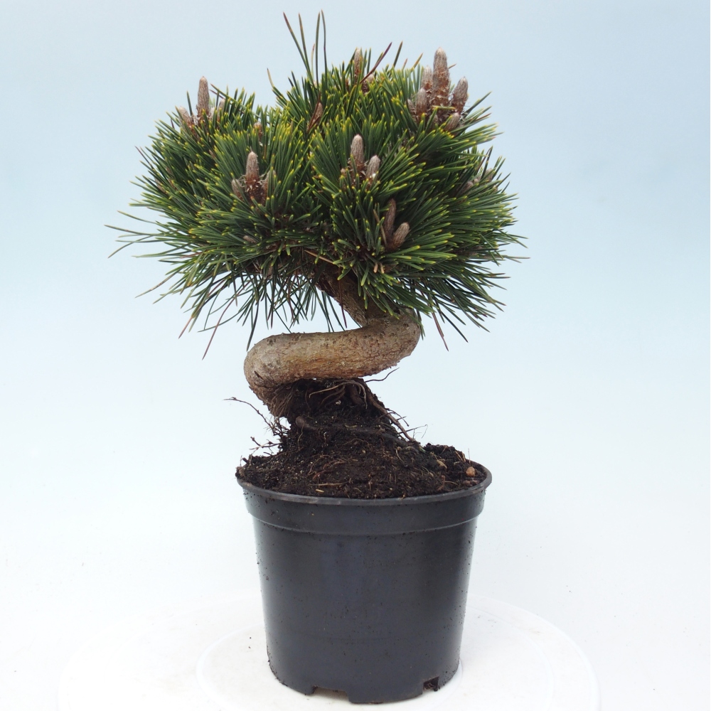Bonsaï d'extérieur - Pinus thunbergii senjyumaru - Pin de Thunberg