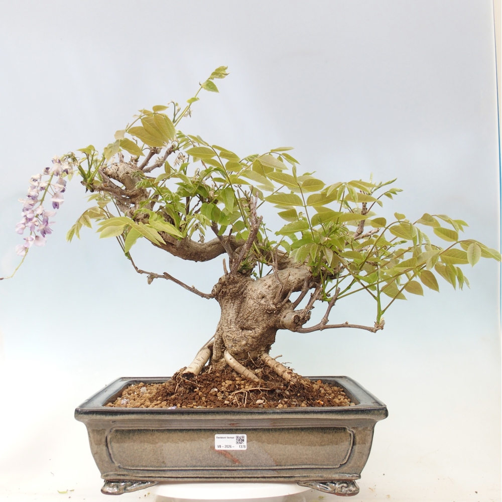 Bonsaï d'extérieur - Wisteria floribunda