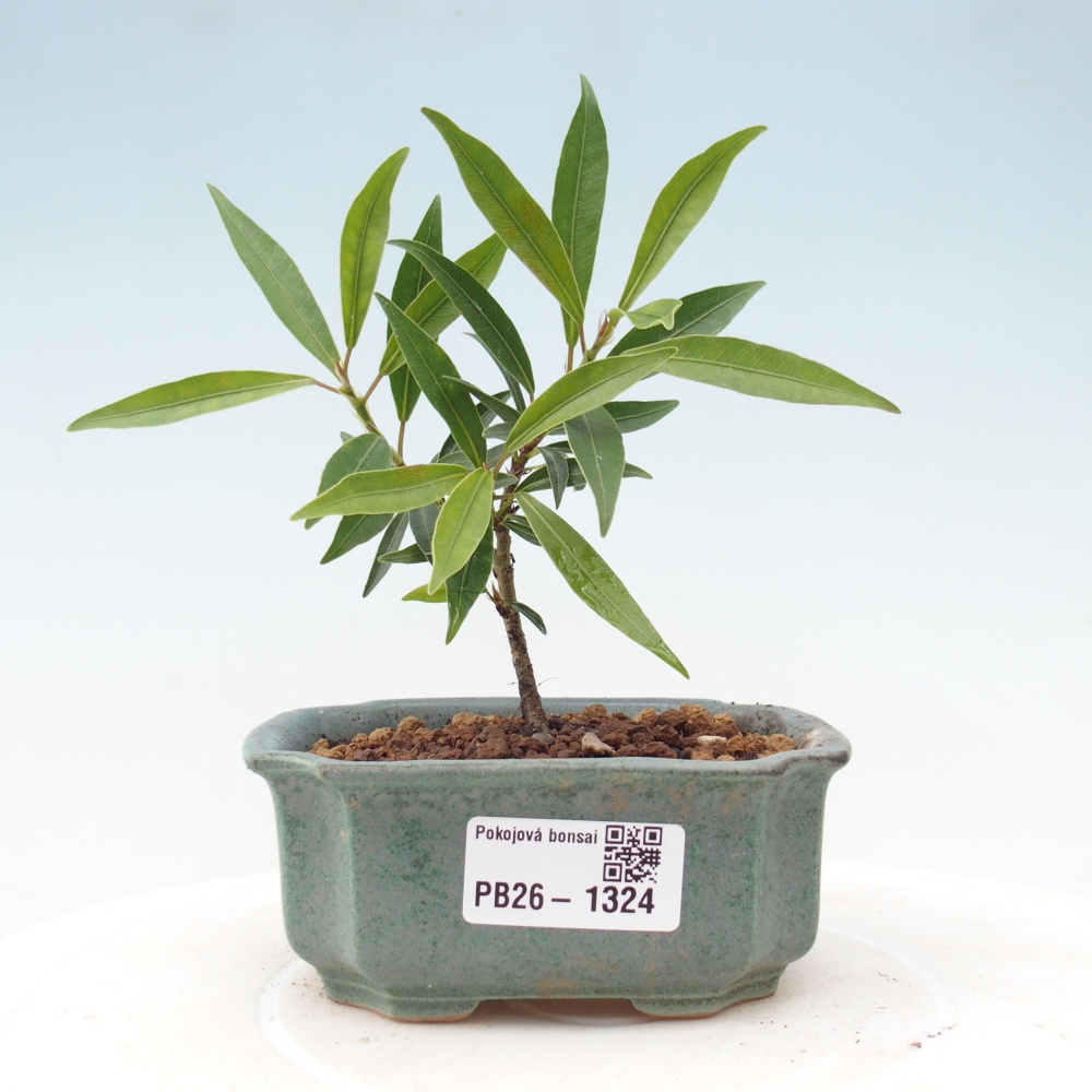 Salle bonsaï - Ficus nerifolia - ficus à petites feuilles