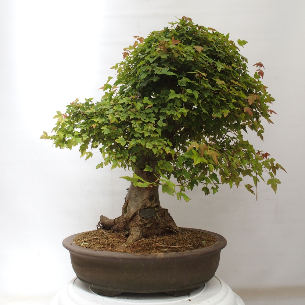 Bonsaï d'extérieur - Acer Buergerianum - Burger Maple
