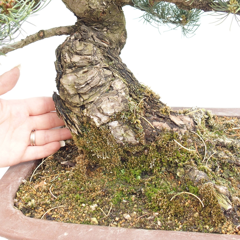 Bonsaï d'extérieur - Pinus parviflora - Pinus parviflora