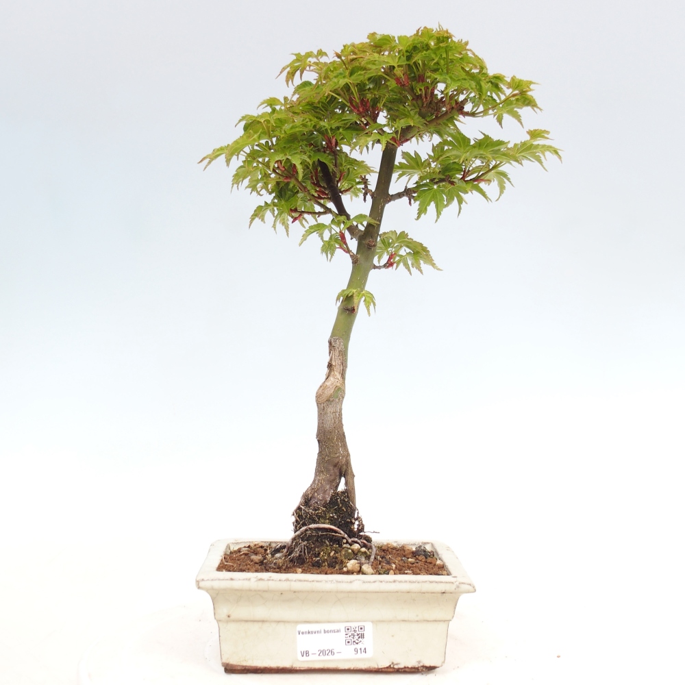 Bonsaï d'extérieur -Javor palm Acer palmatum Shishigashira