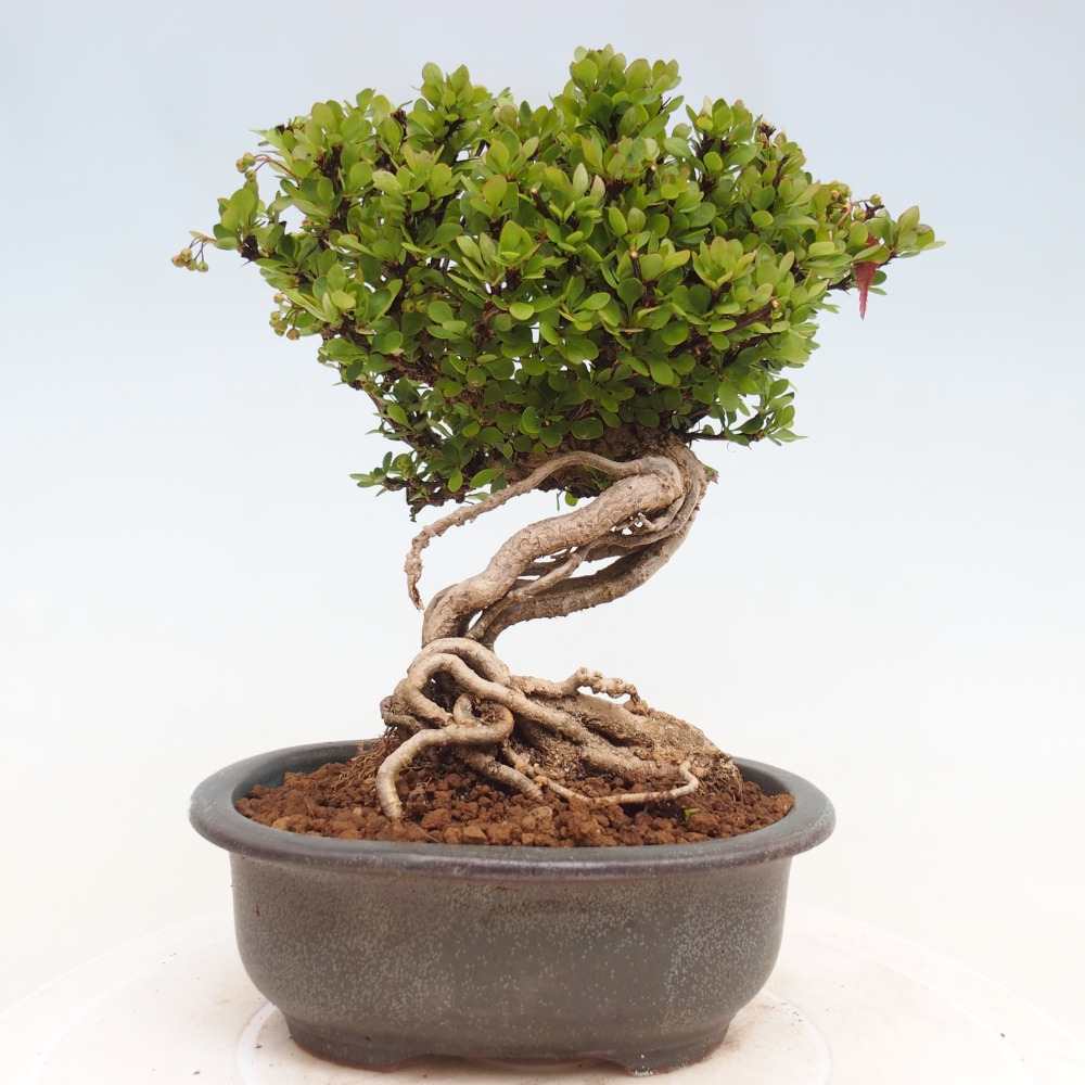 Bonsaï d'extérieur - Berberis coreana