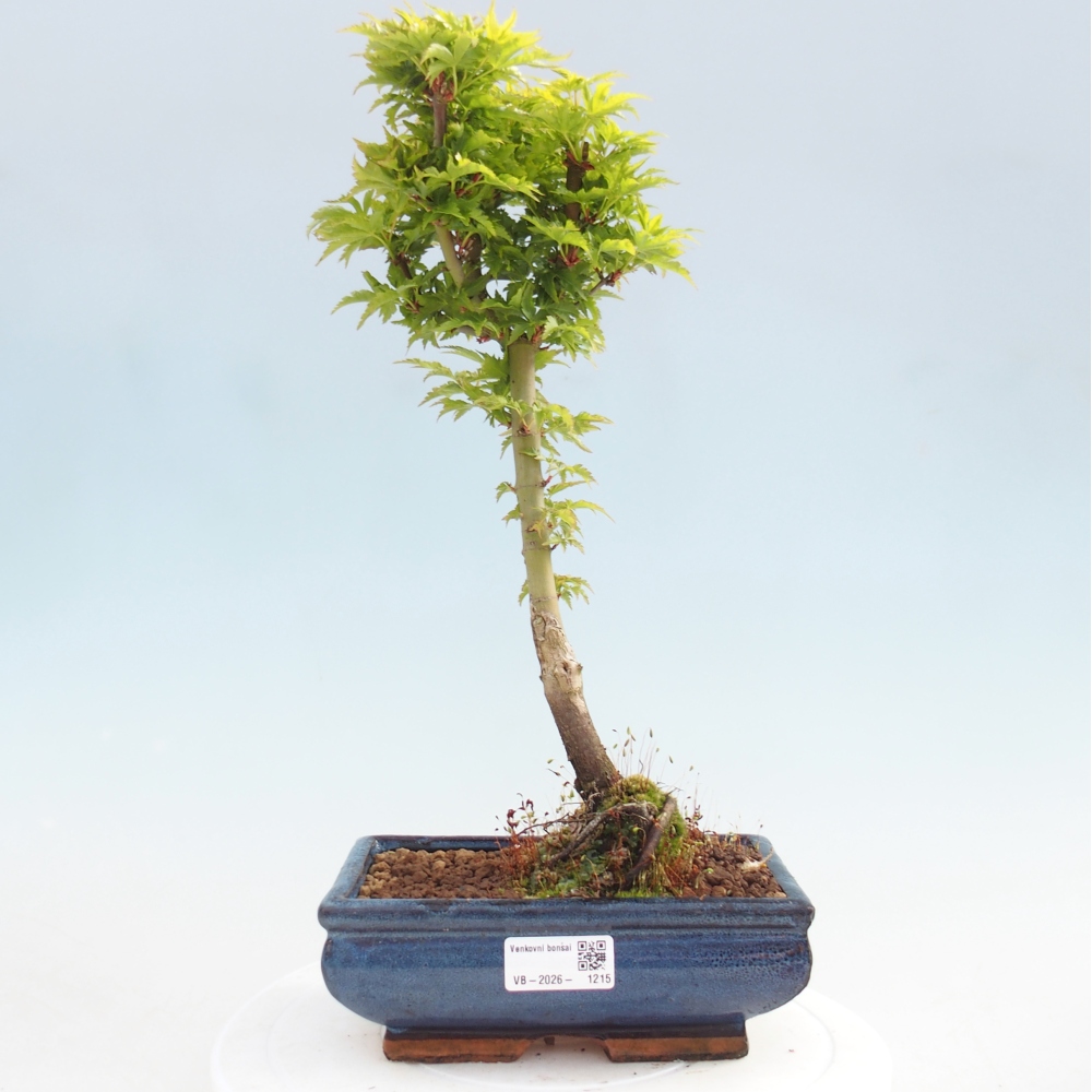 Bonsaï d'extérieur -Javor palm Acer palmatum Shishigashira