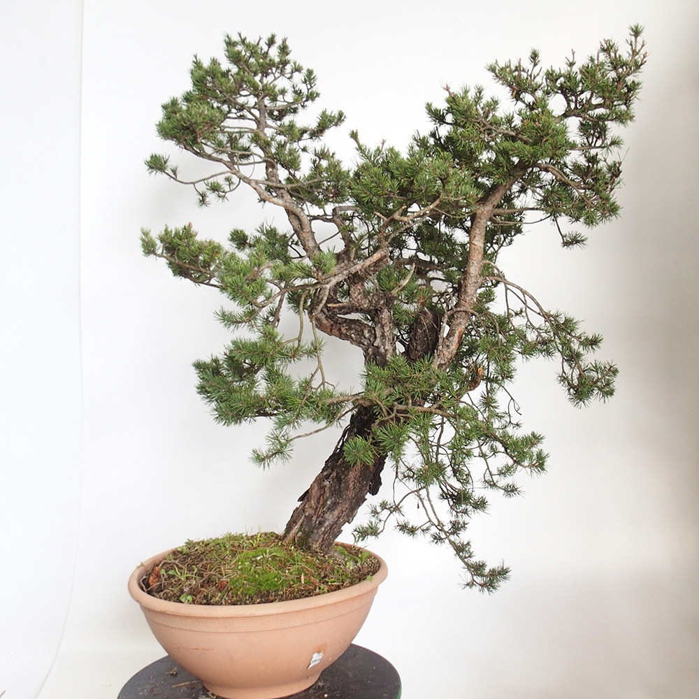 Yamadori - Pinus sylvestris Espagne