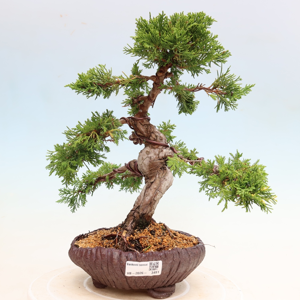 Bonsaï d'extérieur - Juniperus chinensis Itoigawa-Juniperus chinensis