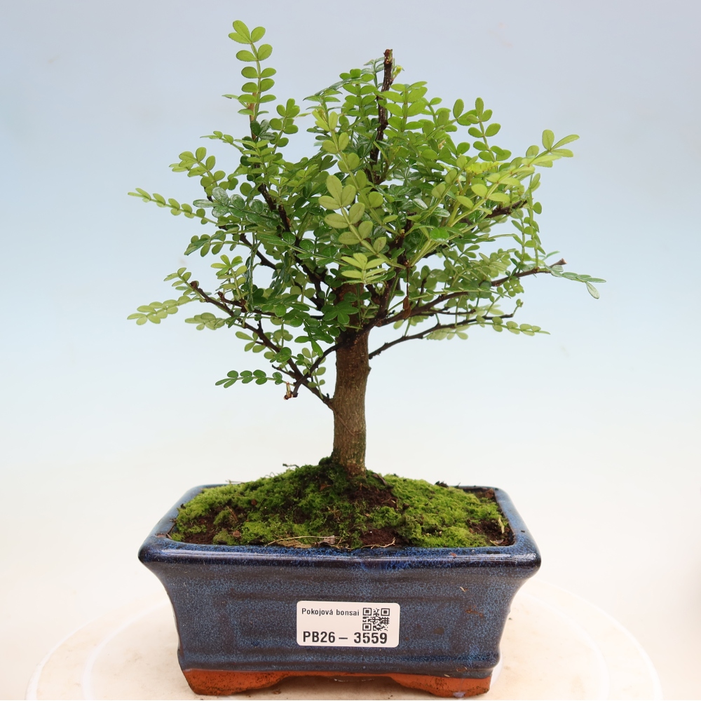 Salle bonsaï - Zantoxylum piperitum - arbre à poivre