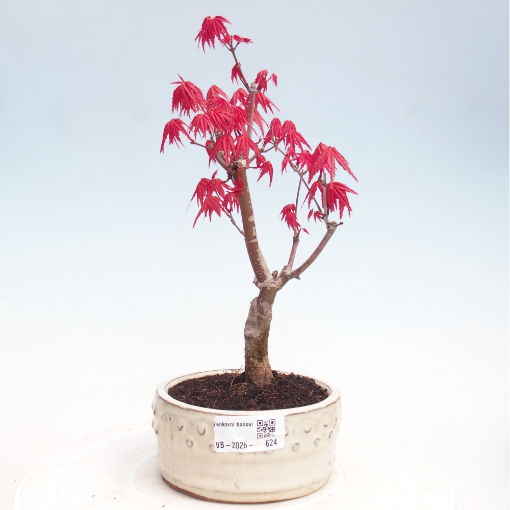 Bonsaï d'extérieur - Acer palmatum DESHOJO