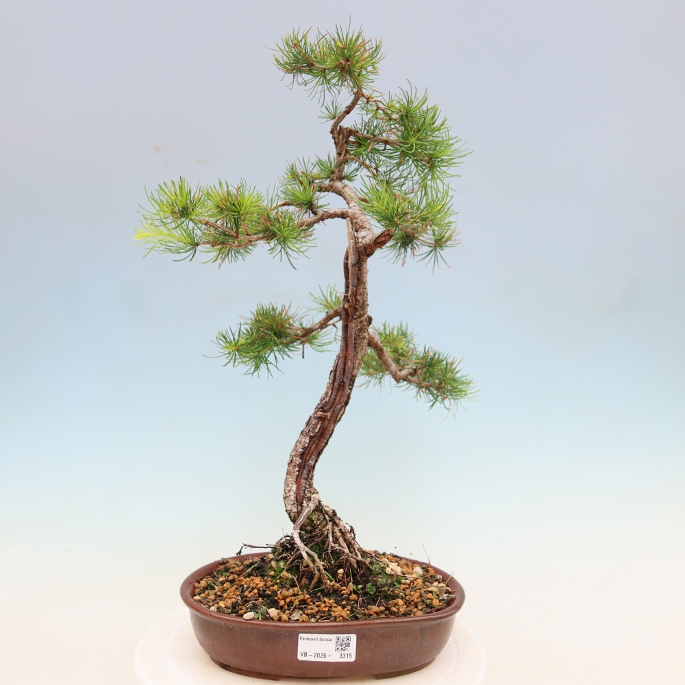 Bonsaï d'extérieur -Larix decidua - Mélèze