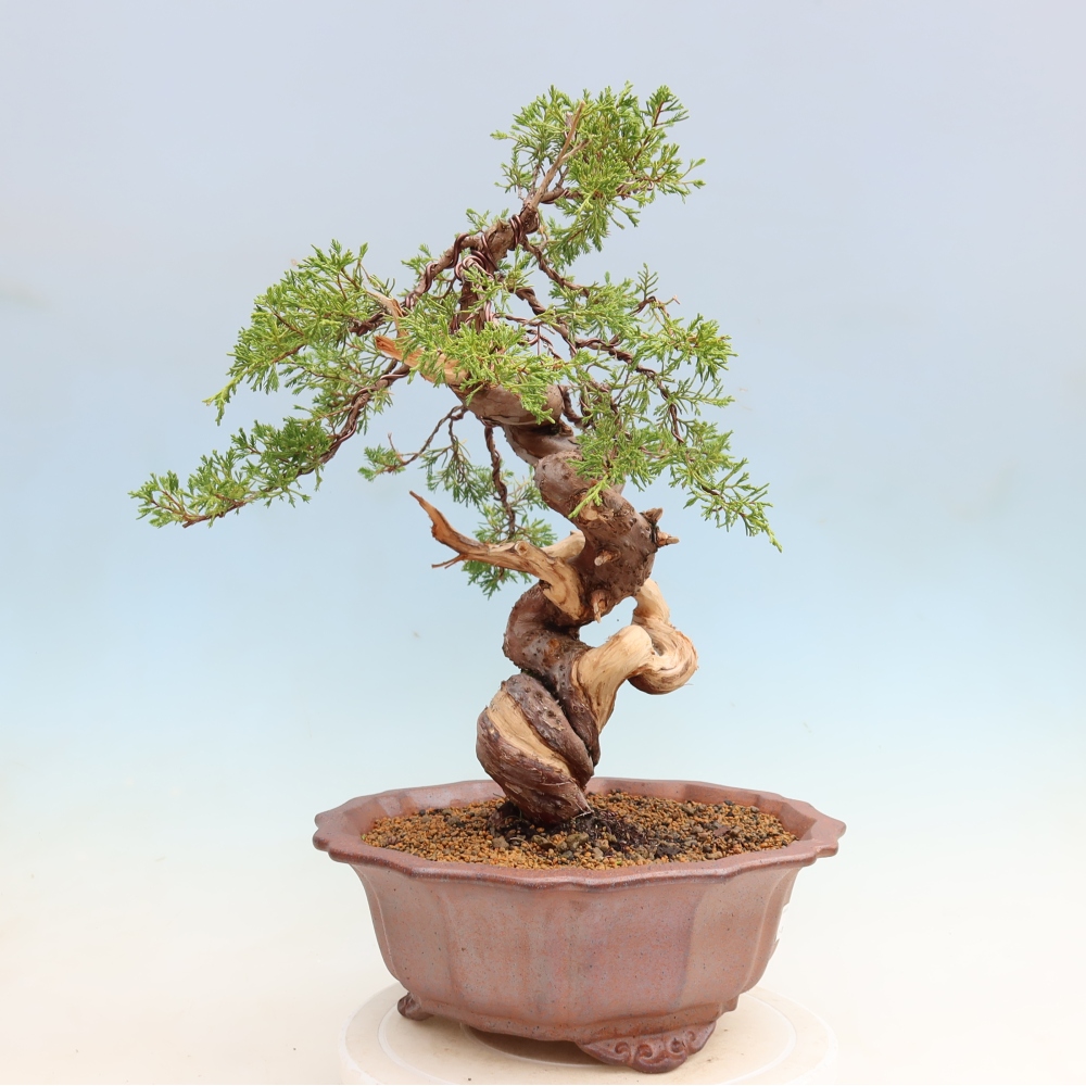 Bonsaï d'extérieur - Juniperus chinensis Itoigawa-Juniperus chinensis