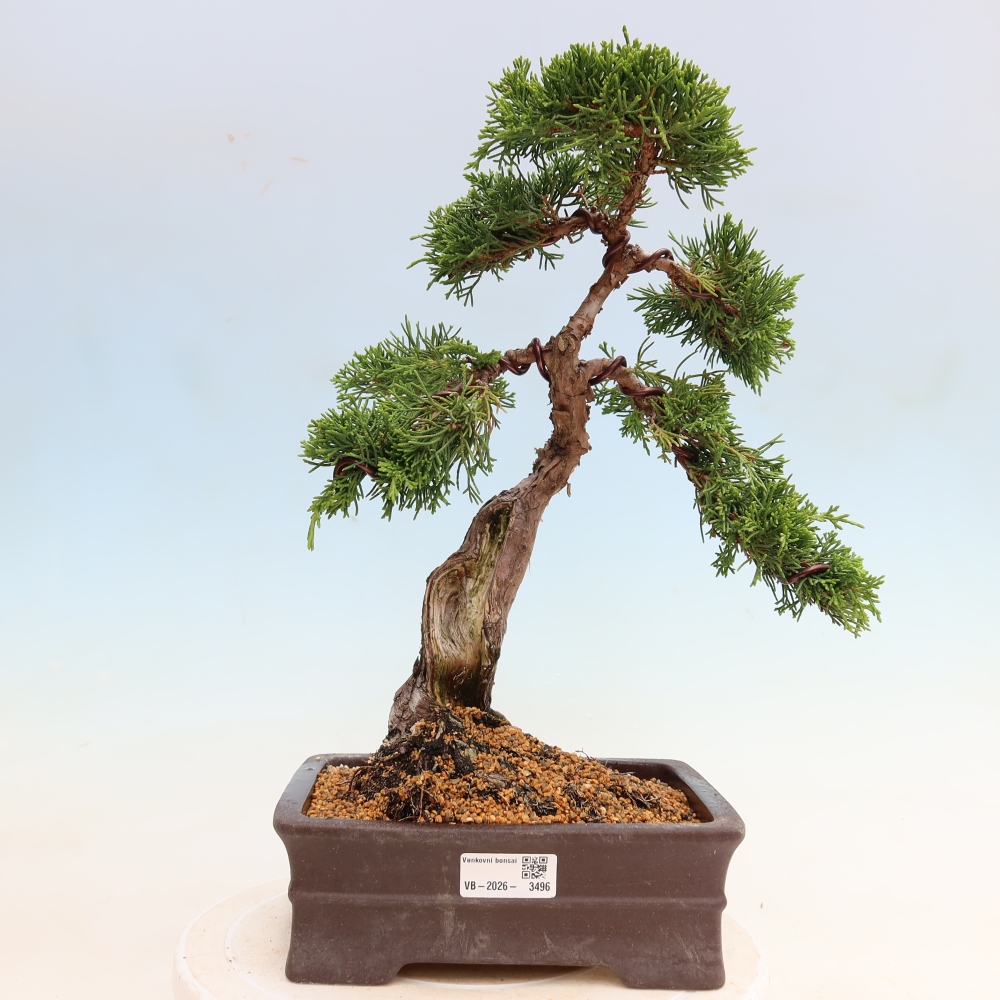 Bonsaï d'extérieur - Juniperus chinensis Itoigawa-Juniperus chinensis