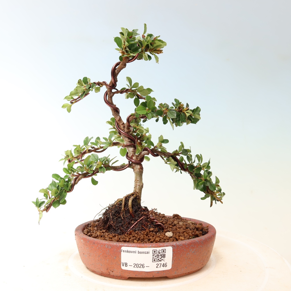 Bonsaï d'extérieur - Cotoneaster horizontalis - Rocky Mountain