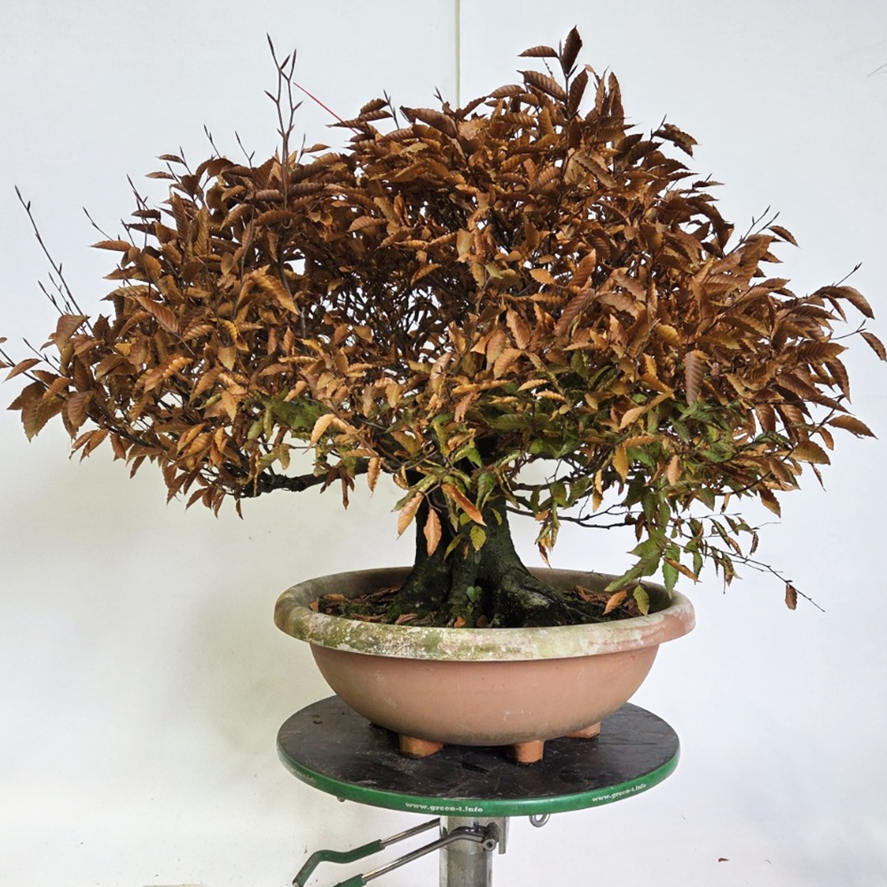 Bonsaï d'extérieur - Fagus crenata