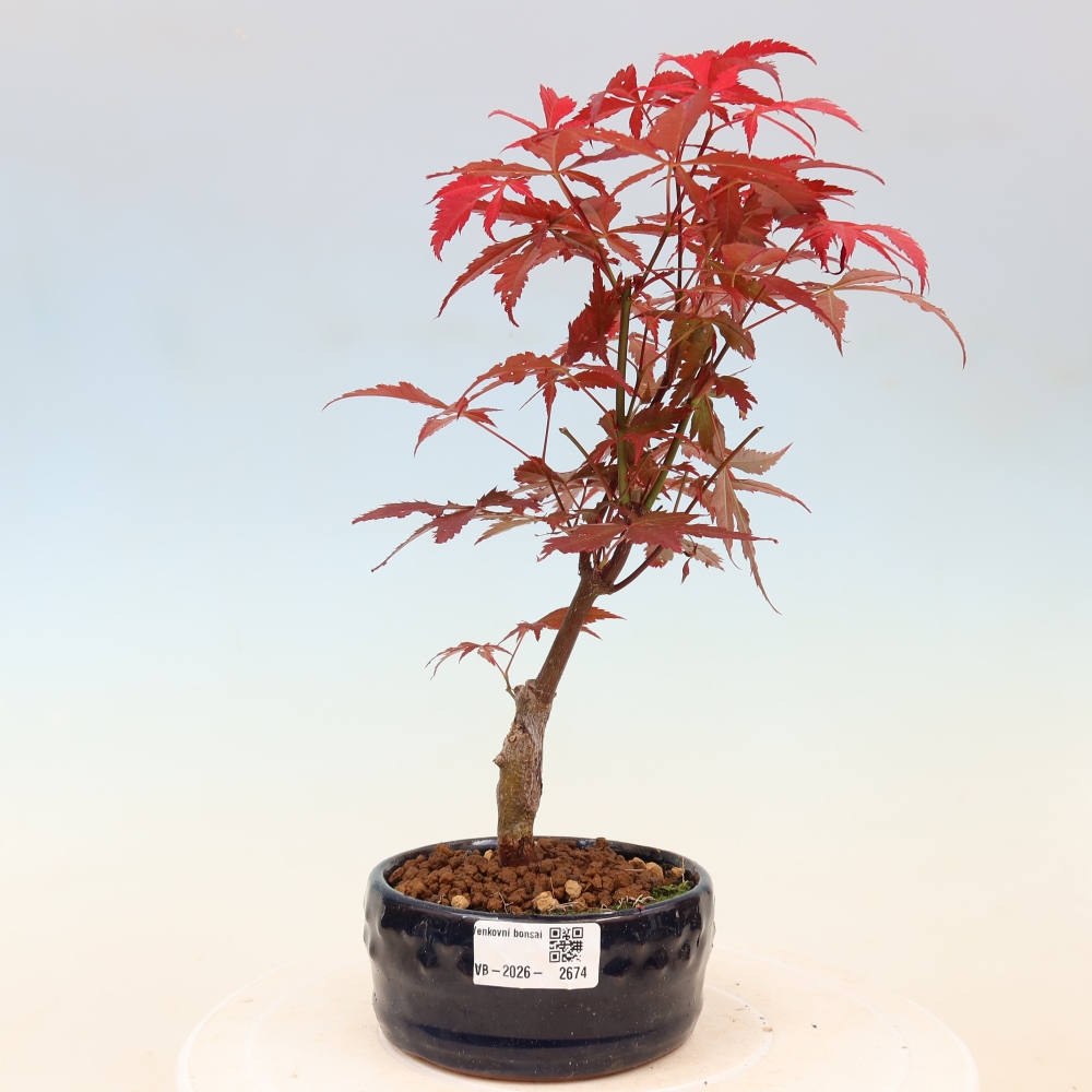 Bonsaï d'extérieur - Acer palm. Atropurpureum-Javor palmate