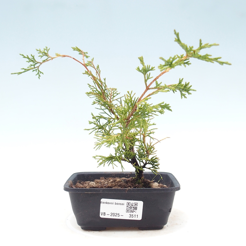 Bonsaï d'extérieur - Juniperus chinensis Itoigawa