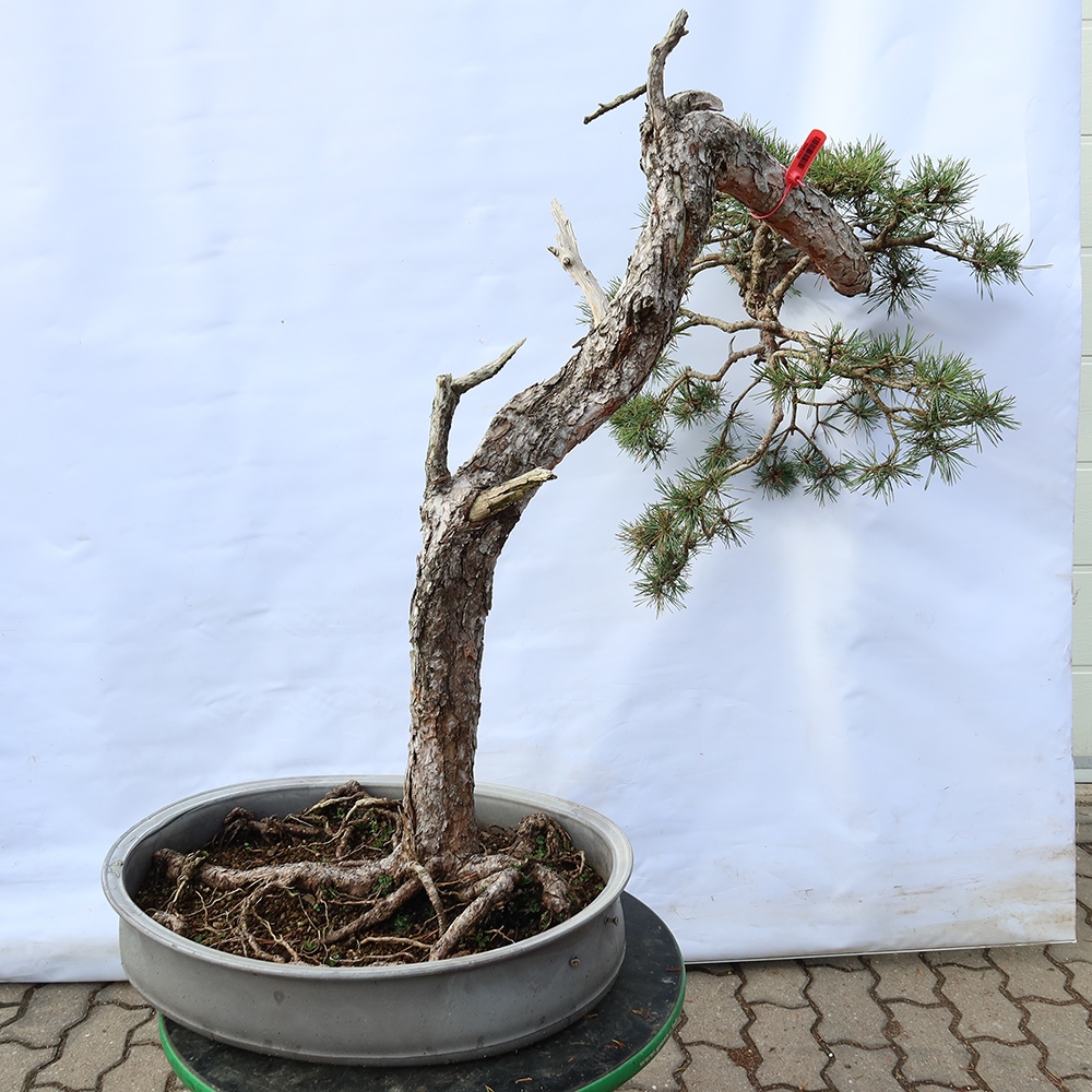 Pinus sylvestris Espagne - pin sylvestre