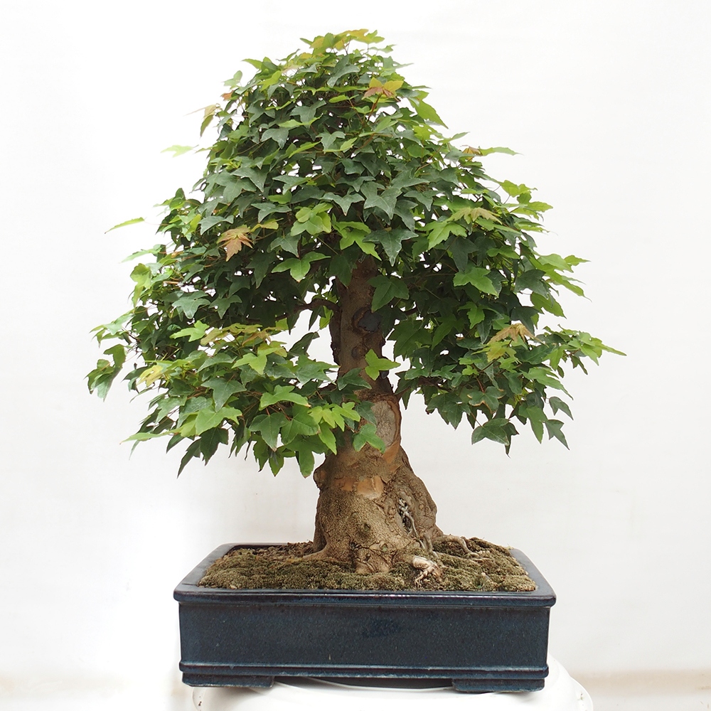 Bonsaï d'extérieur - Acer Buergerianum - Burger Maple