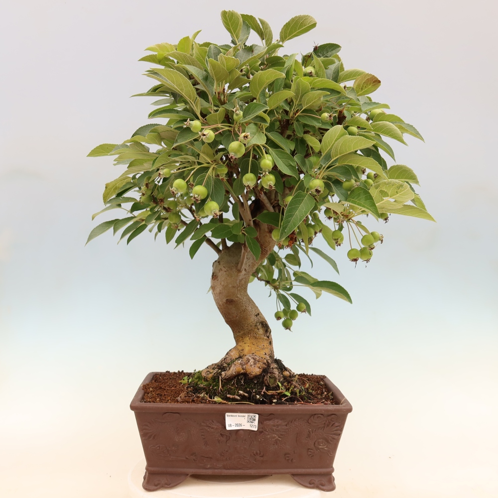 Bonsaï d'extérieur -Malus halliana - Pommier à petits fruits