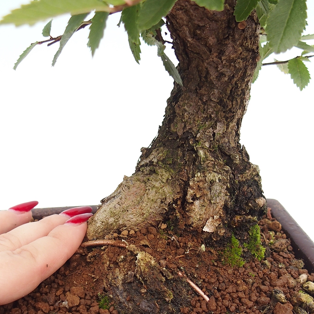 Bonsaï d'extérieur - Zelkova - Zelkova NIRE