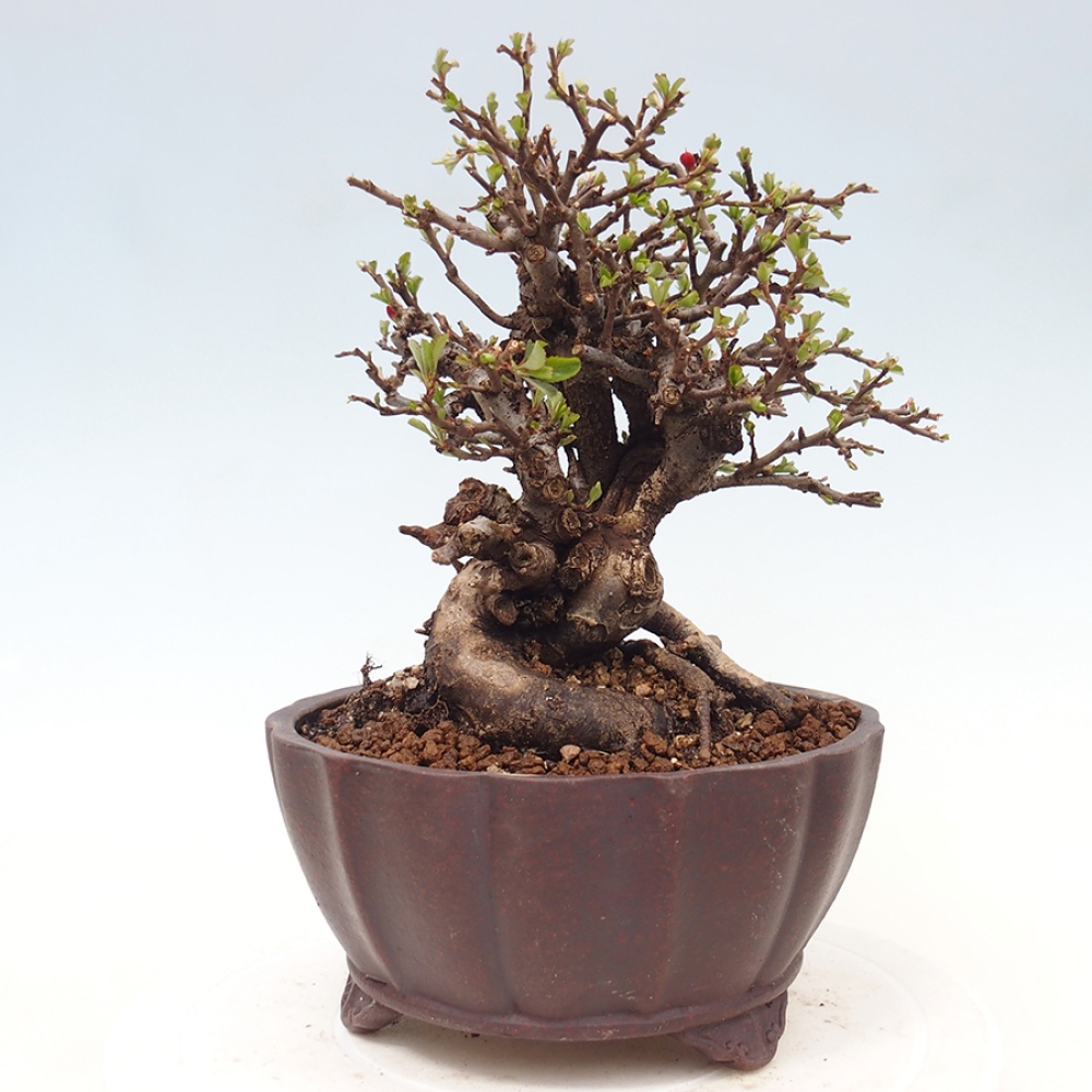 Bonsaï d'extérieur - Chaneomeles speciosa - Coing