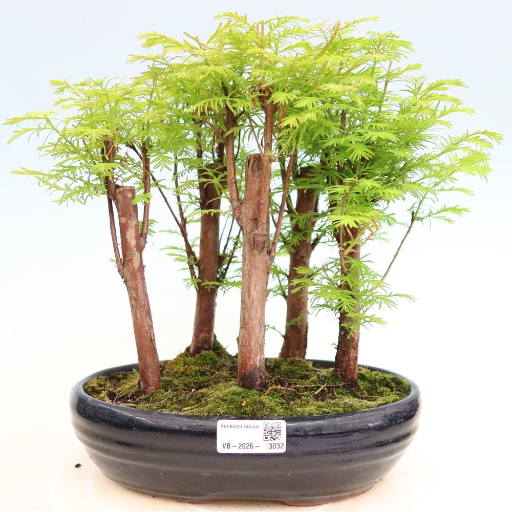 Bonsaï d'extérieur - Metasequoia glyptostroboides - Métaséquoia de Chine - petit bosquet