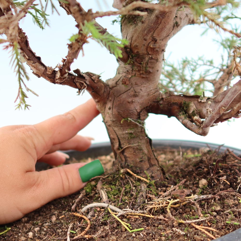 Bonsaï d'extérieur - Juniperus chinensis Itoigawa-Juniperus chinensis